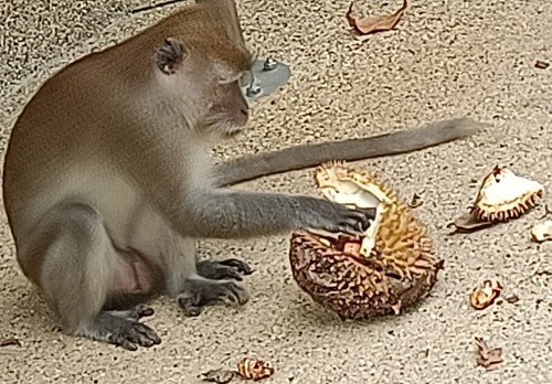 Long-tailed macaque monkey at Pulau Ubin eating a durian.